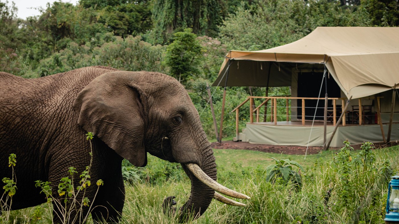 Rwanda & Tanzania Wildlife Tour.